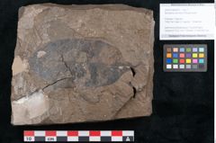 Foto (Objekt + Etikett) von Banisteria carniolica Ettingshausen (NHMW-GEO-2024-0188-8023)